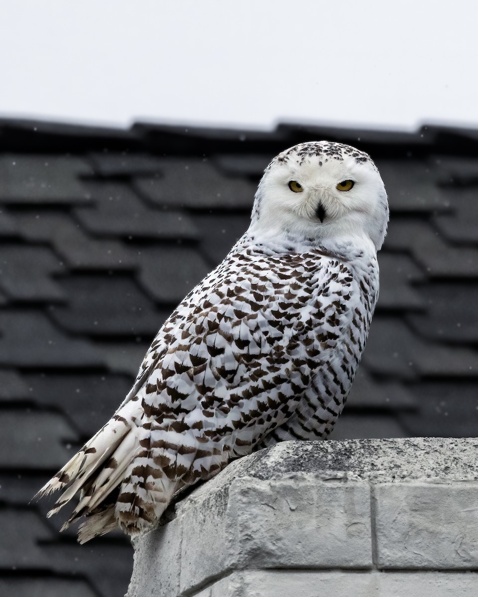 Snowy Owl - Joshua Joun