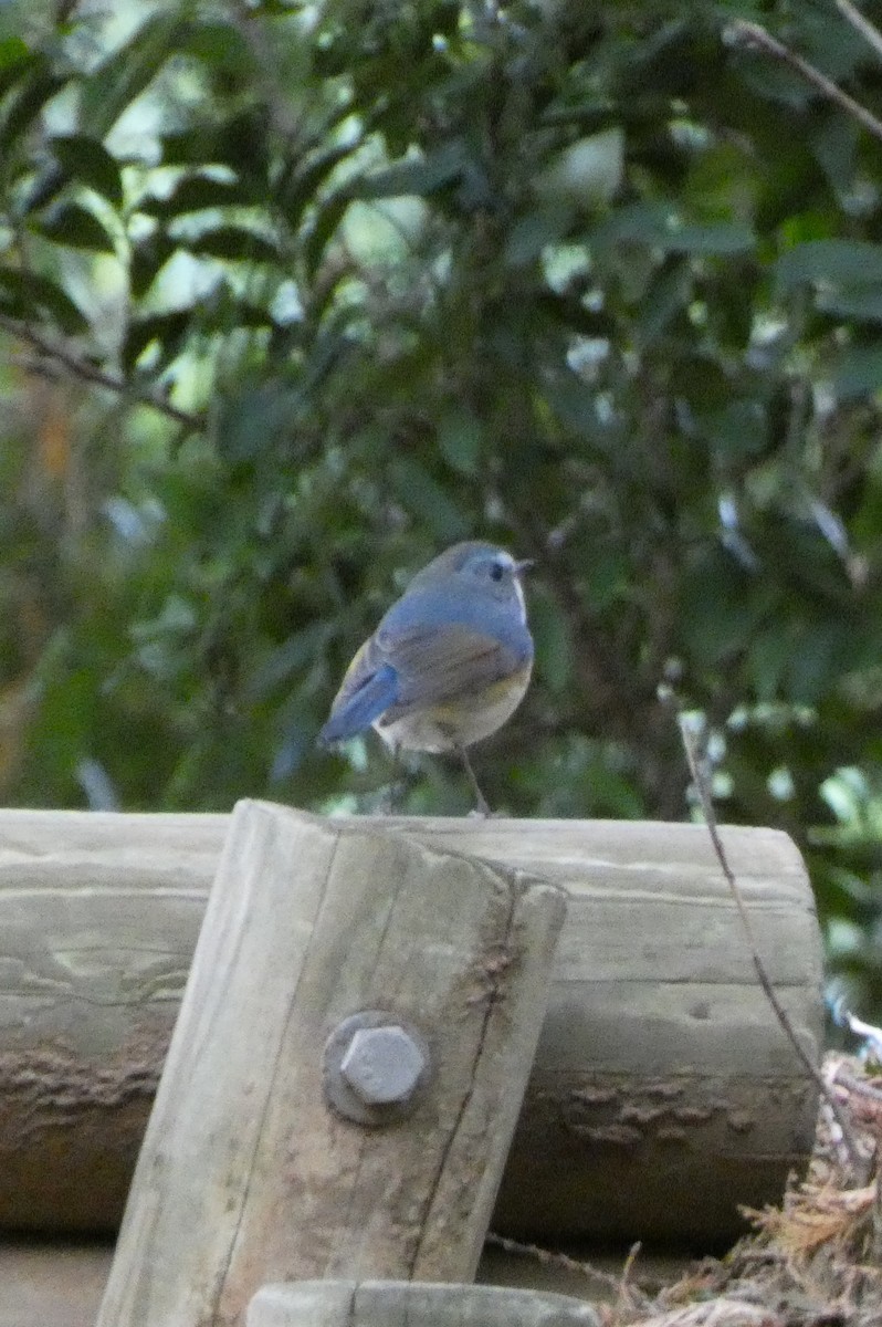 Red-flanked Bluetail - ML517360361