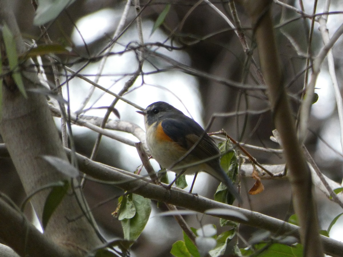 Red-flanked Bluetail - ML517360371