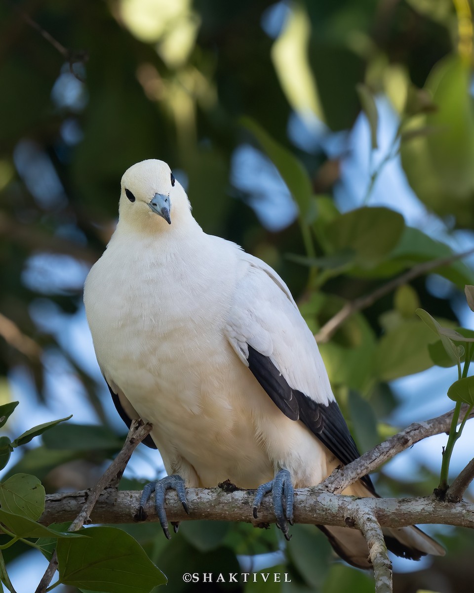 Pied Imperial-Pigeon - ML517361621