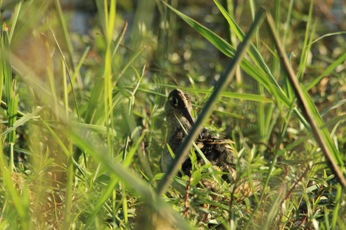 Greater Painted-Snipe - ML517366721