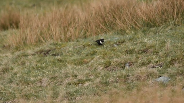 Ring Ouzel (Northern) - ML517366741