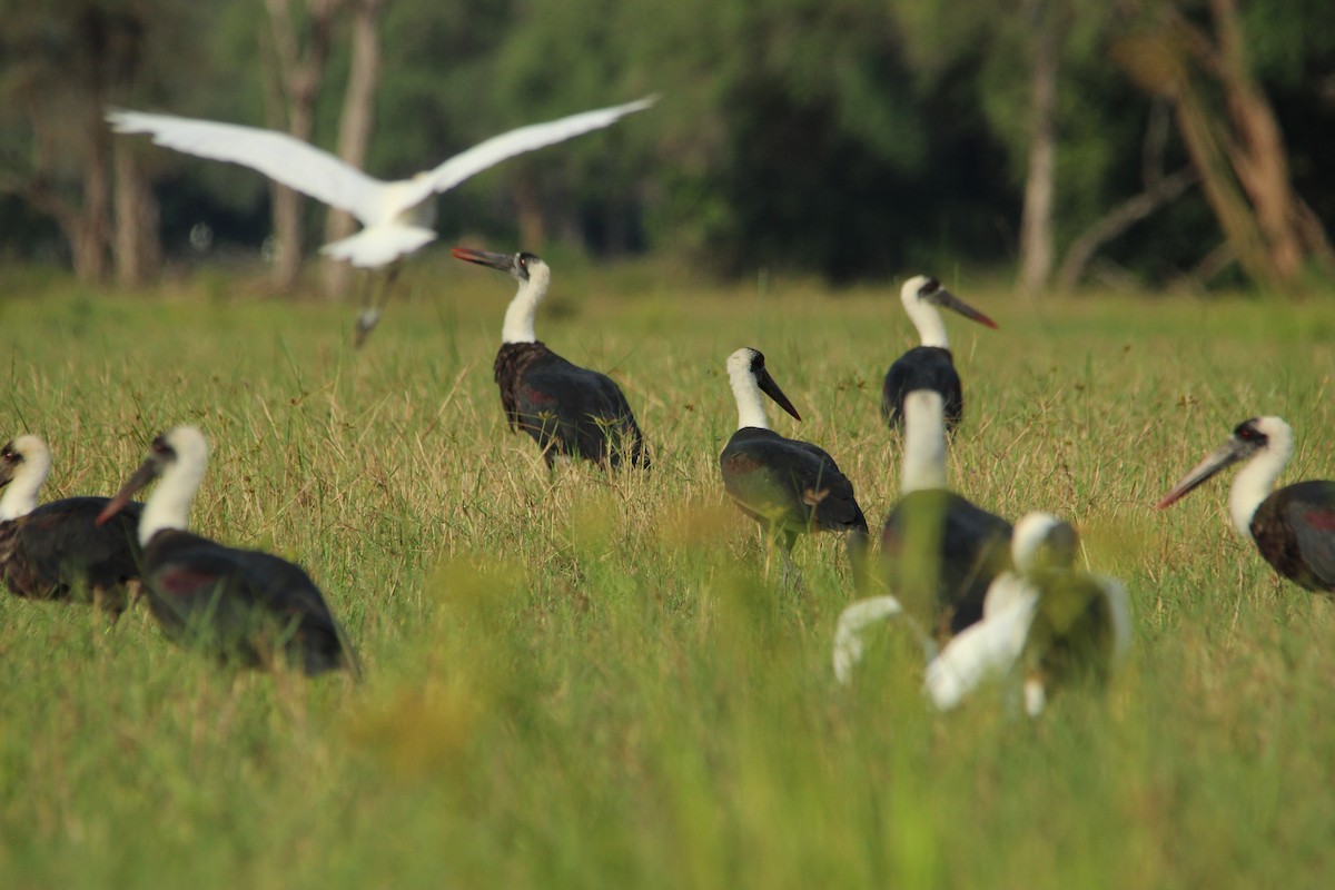African Woolly-necked Stork - ML517370631