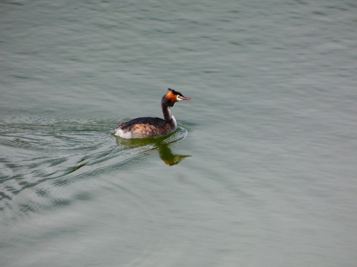 Great Crested Grebe - ML517372691