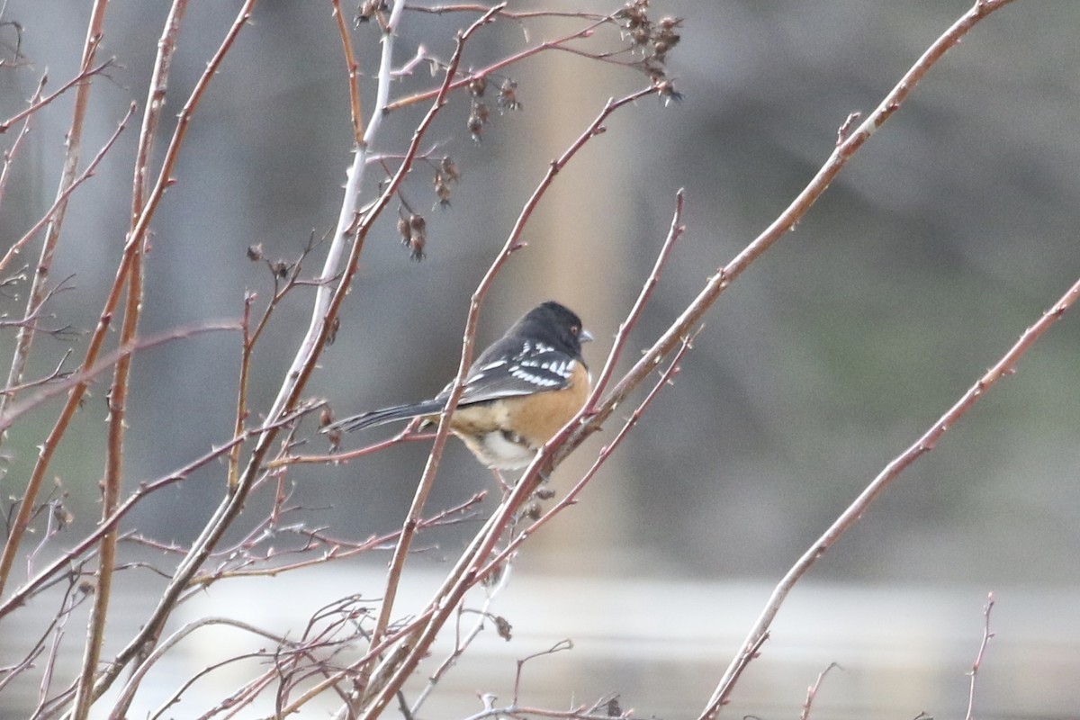 Spotted Towhee (maculatus Group) - Eric Heisey