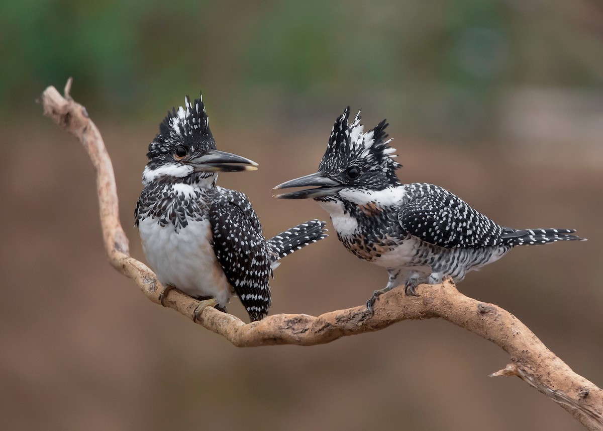 Crested Kingfisher - ML517389501