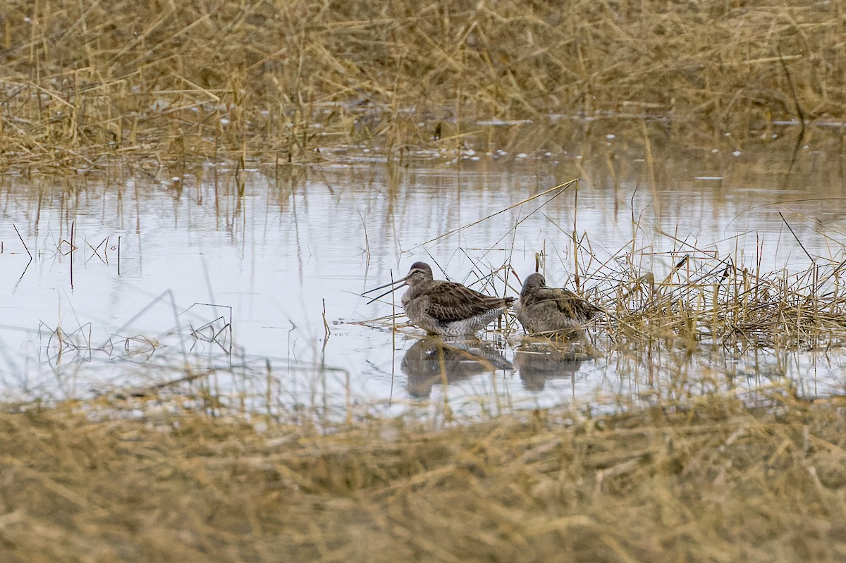 Long-billed Dowitcher - ML517391891