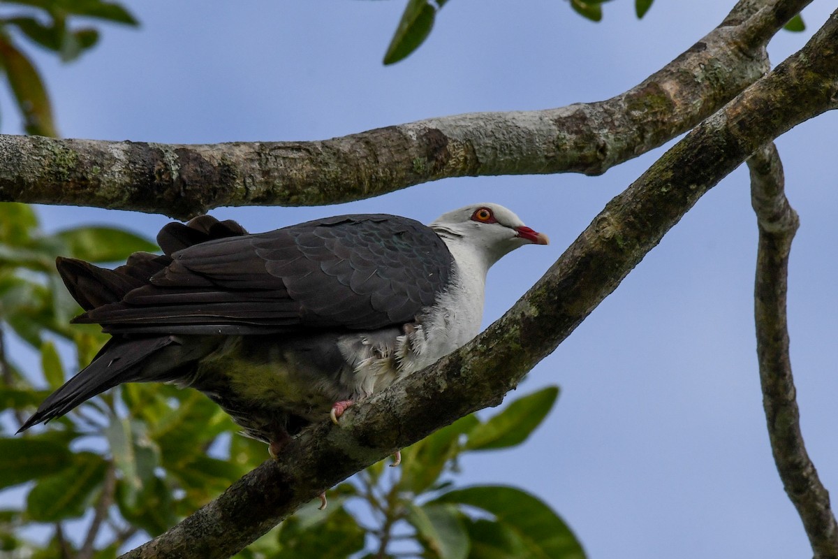 White-headed Pigeon - Terence Alexander