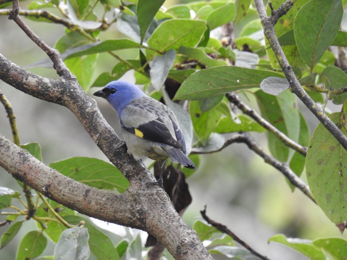 Yellow-winged Tanager - ML517392741