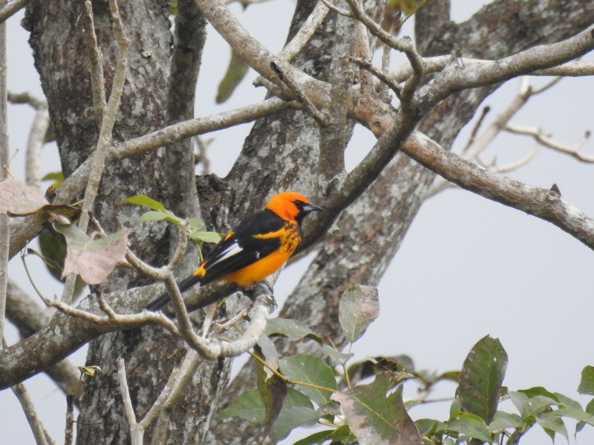 Spot-breasted Oriole - ML517392791