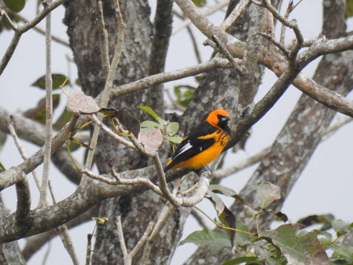 Spot-breasted Oriole - ML517392801