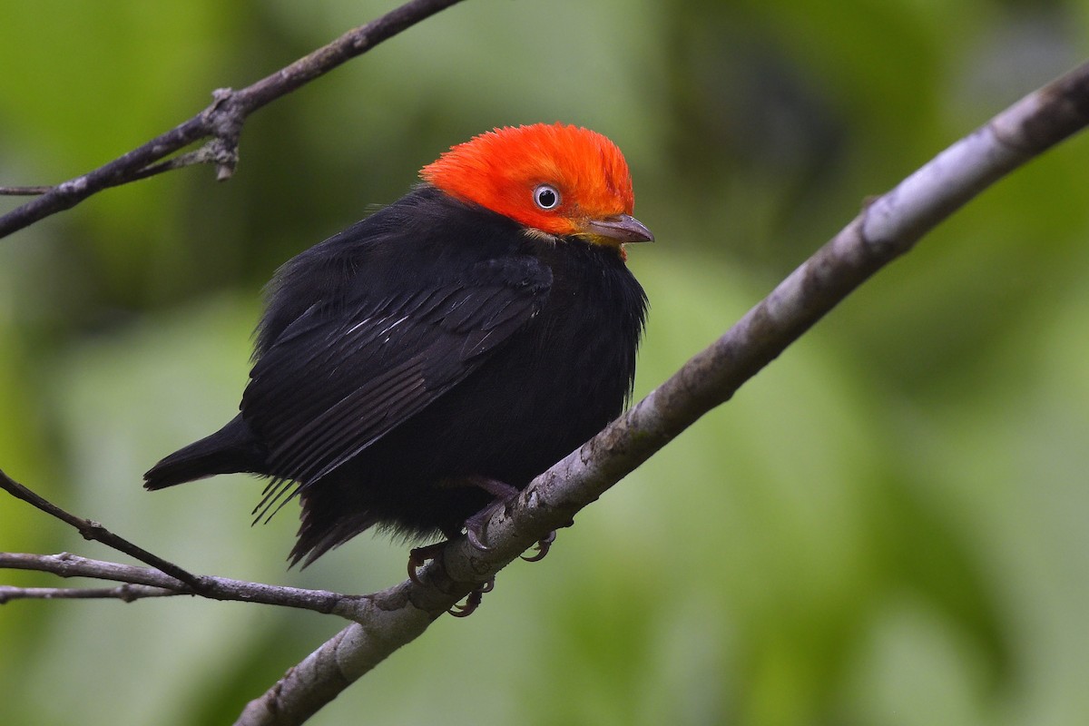 Red-capped Manakin - ML517396181