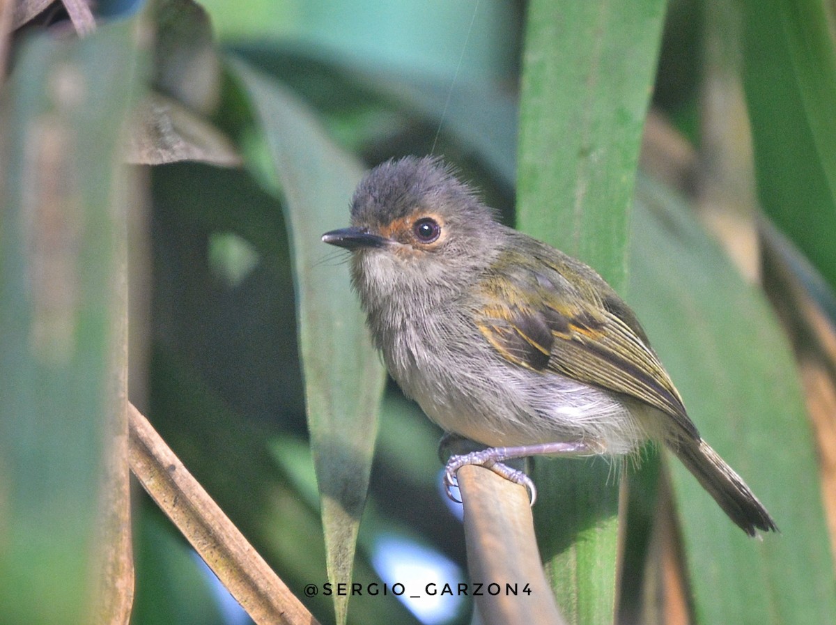 Rusty-fronted Tody-Flycatcher - ML517396451