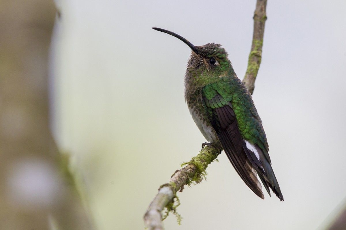 kolibřík aksamitový - ML51739791