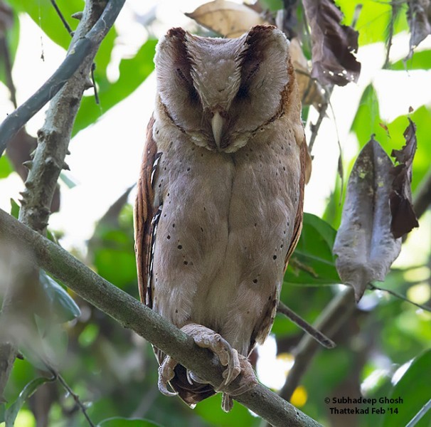 Sri Lanka Bay-Owl - Subhadeep Ghosh