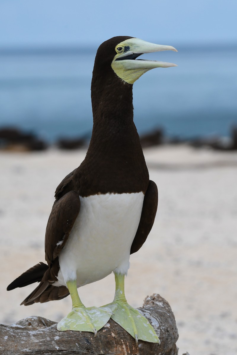 Brown Booby - ML51740551