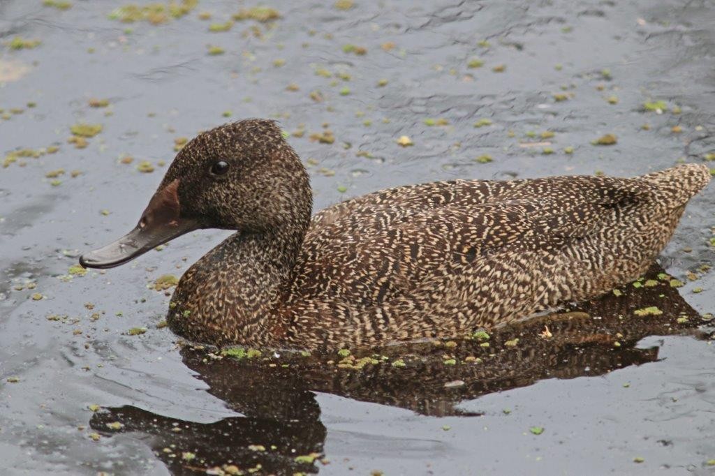 Freckled Duck - ML51740741