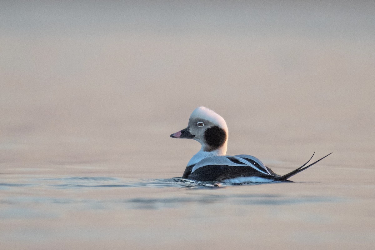 Long-tailed Duck - ML517408991