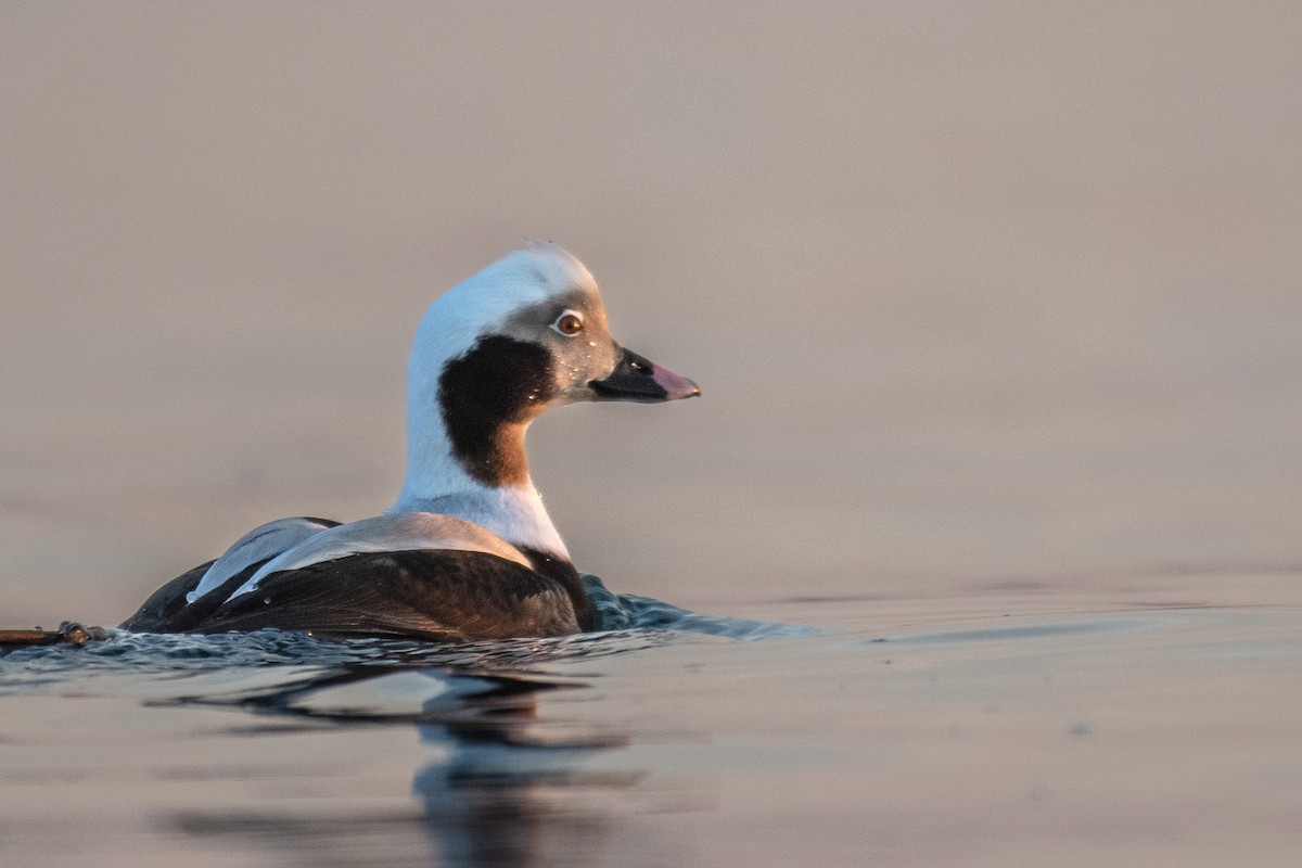 Long-tailed Duck - ML517409001
