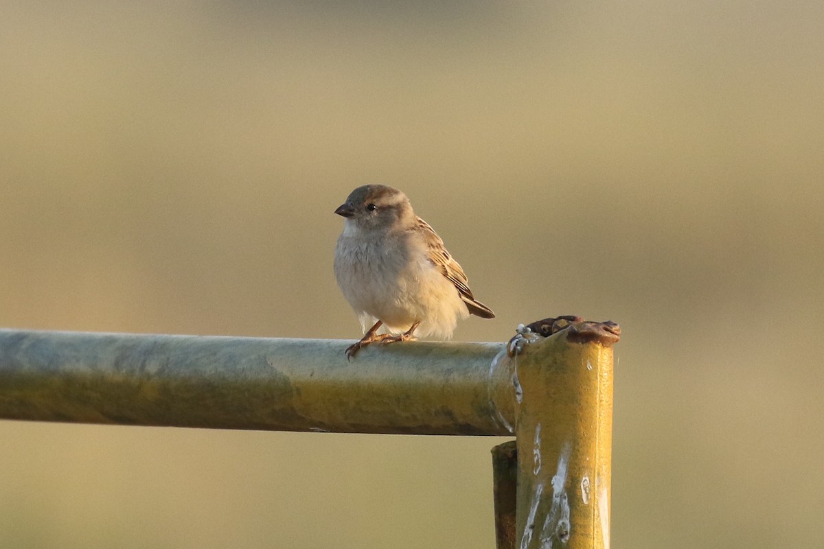 Yellow-throated Sparrow - Frank Thierfelder