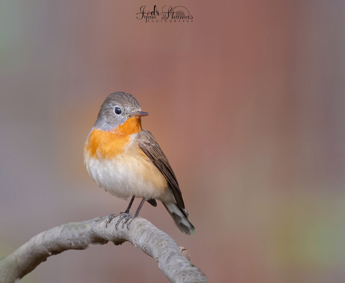 Red-breasted Flycatcher - ML517411991