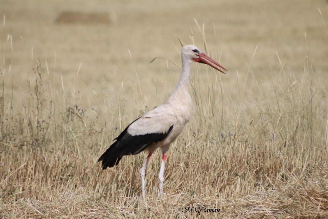 White Stork - ML51741451