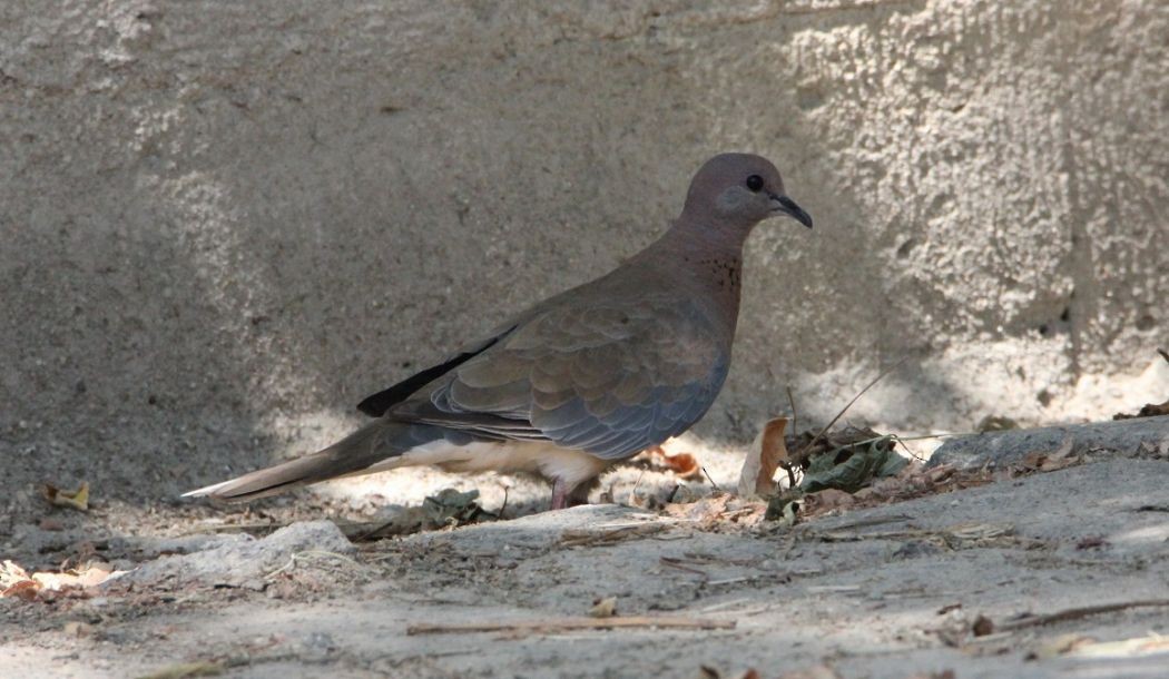 Laughing Dove - ML51741521