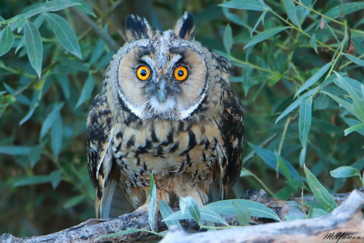 Long-eared Owl - Mustafa Yaman