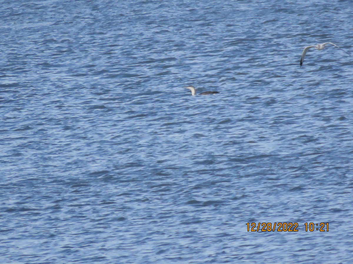 Red-throated Loon - ML517418091