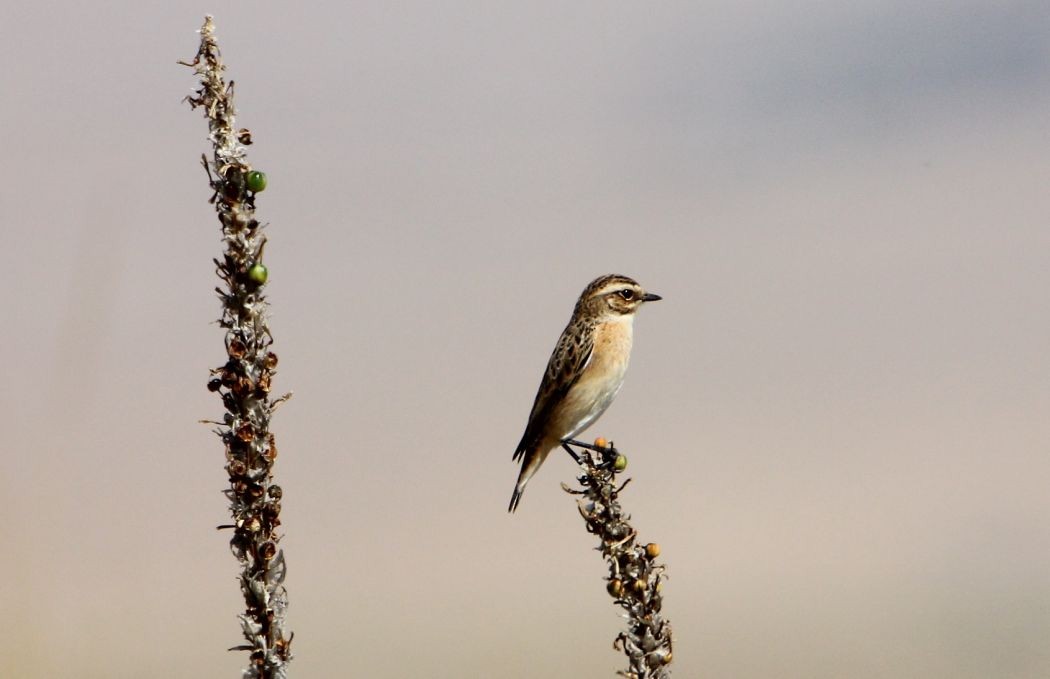 Whinchat - ML51741941