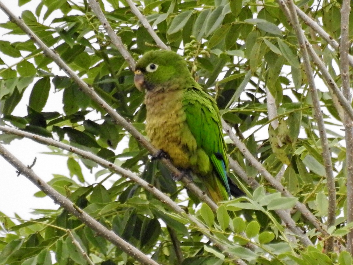 Olive-throated Parakeet - ML517420991