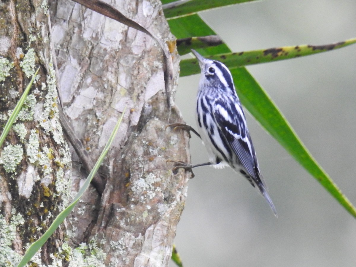 Black-and-white Warbler - ML517421241