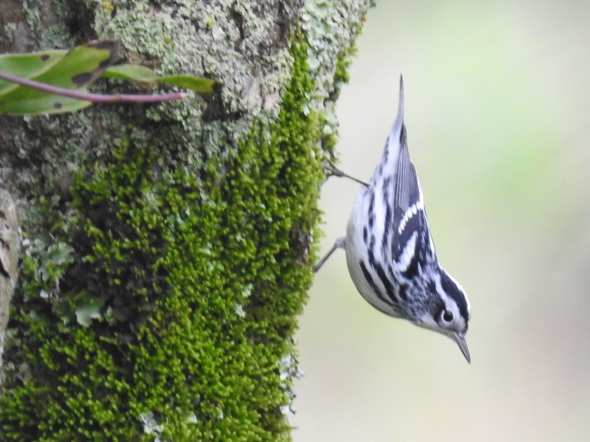 Black-and-white Warbler - ML517421251