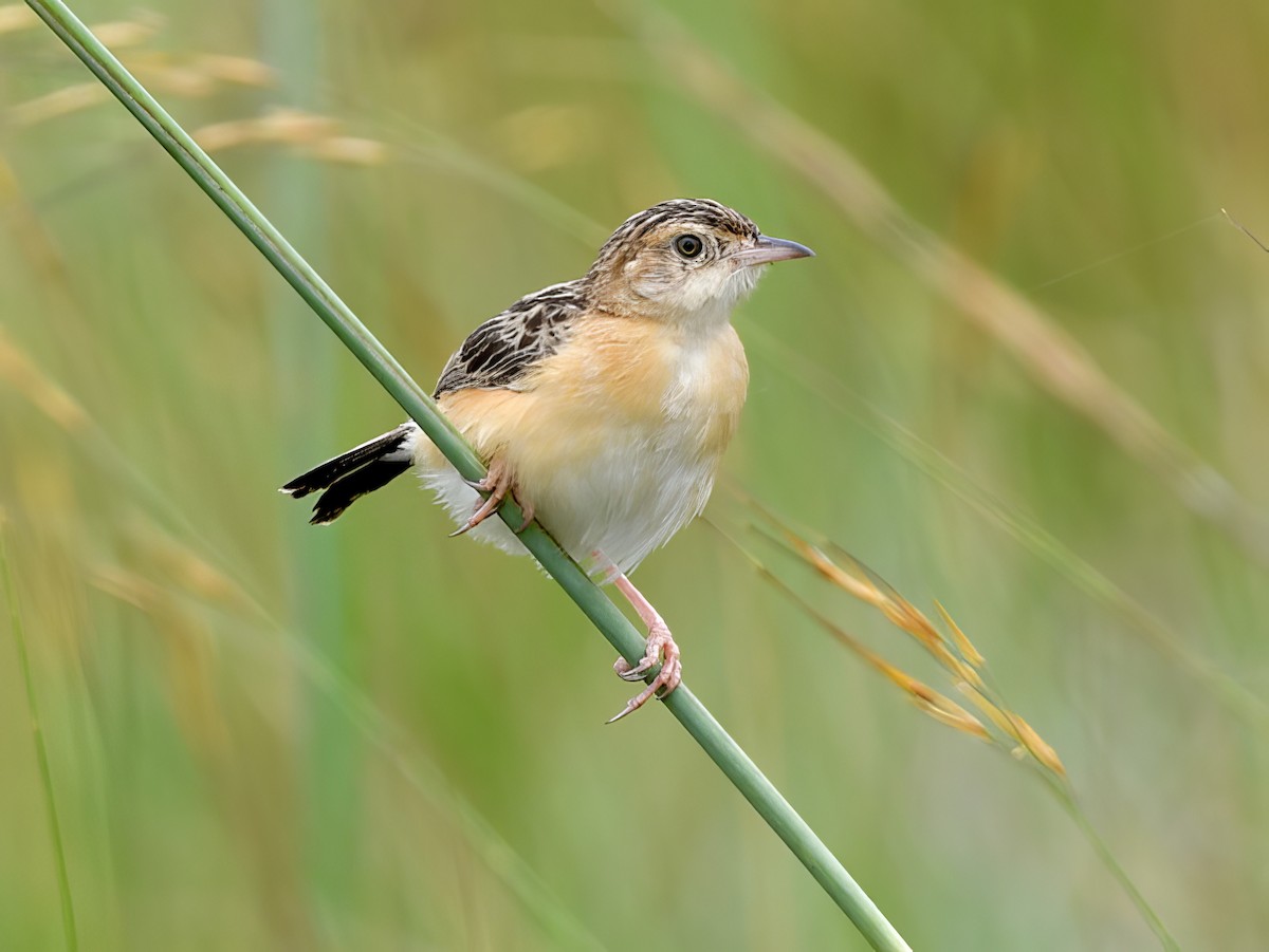Dambo Cisticola - Cisticola dambo - Birds of the World