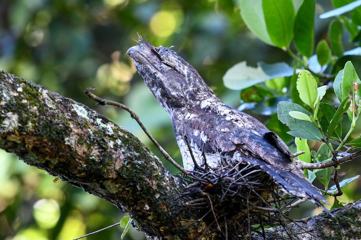 Papuan Frogmouth - Terence Alexander