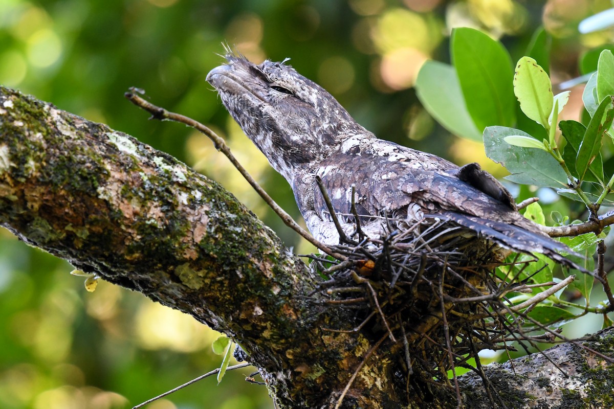 Papuan Frogmouth - ML51742381