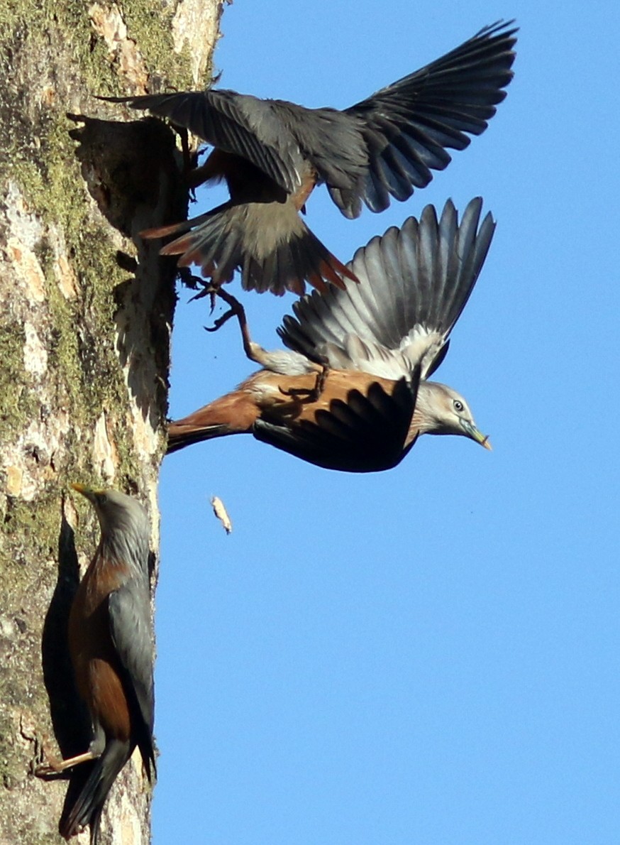 Chestnut-tailed Starling - ML517424941