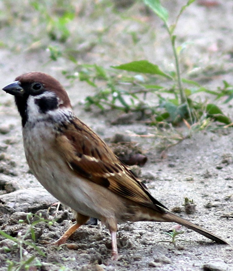 Eurasian Tree Sparrow - ML517425061