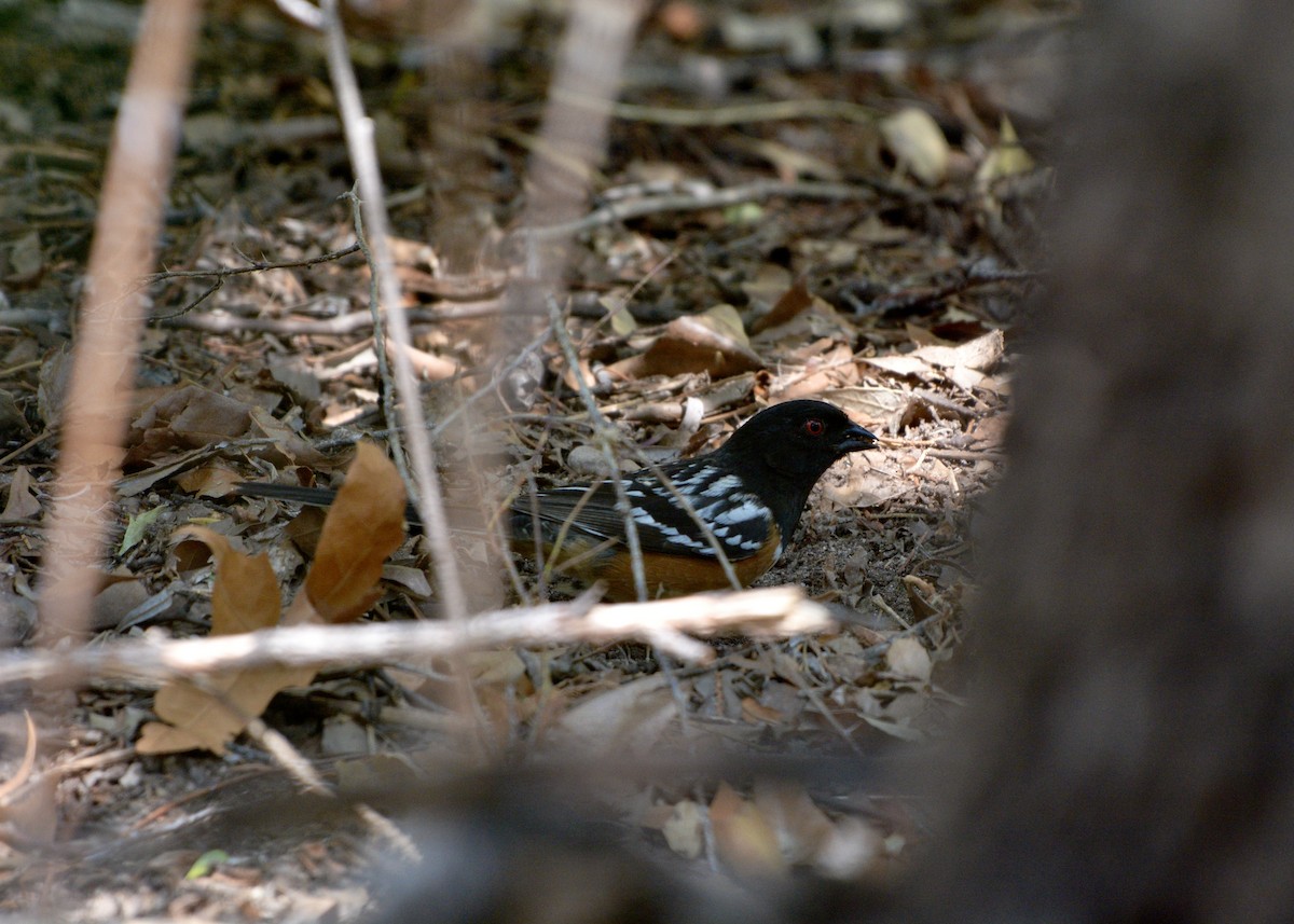 Spotted Towhee - ML517426061