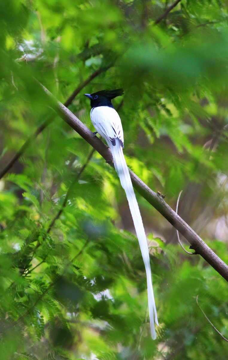 Indian Paradise-Flycatcher - Nelson George