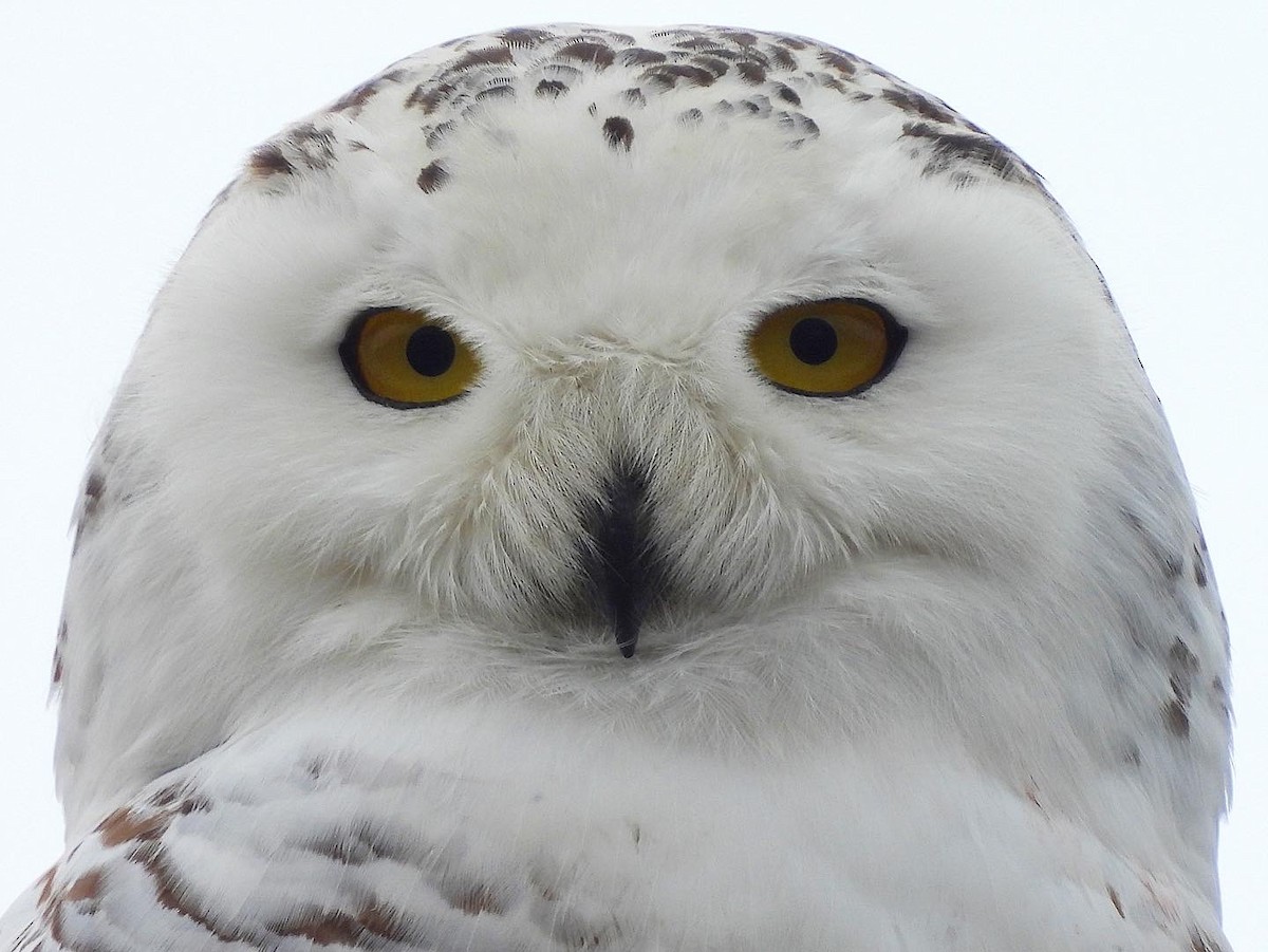 Snowy Owl - Nick & Jane