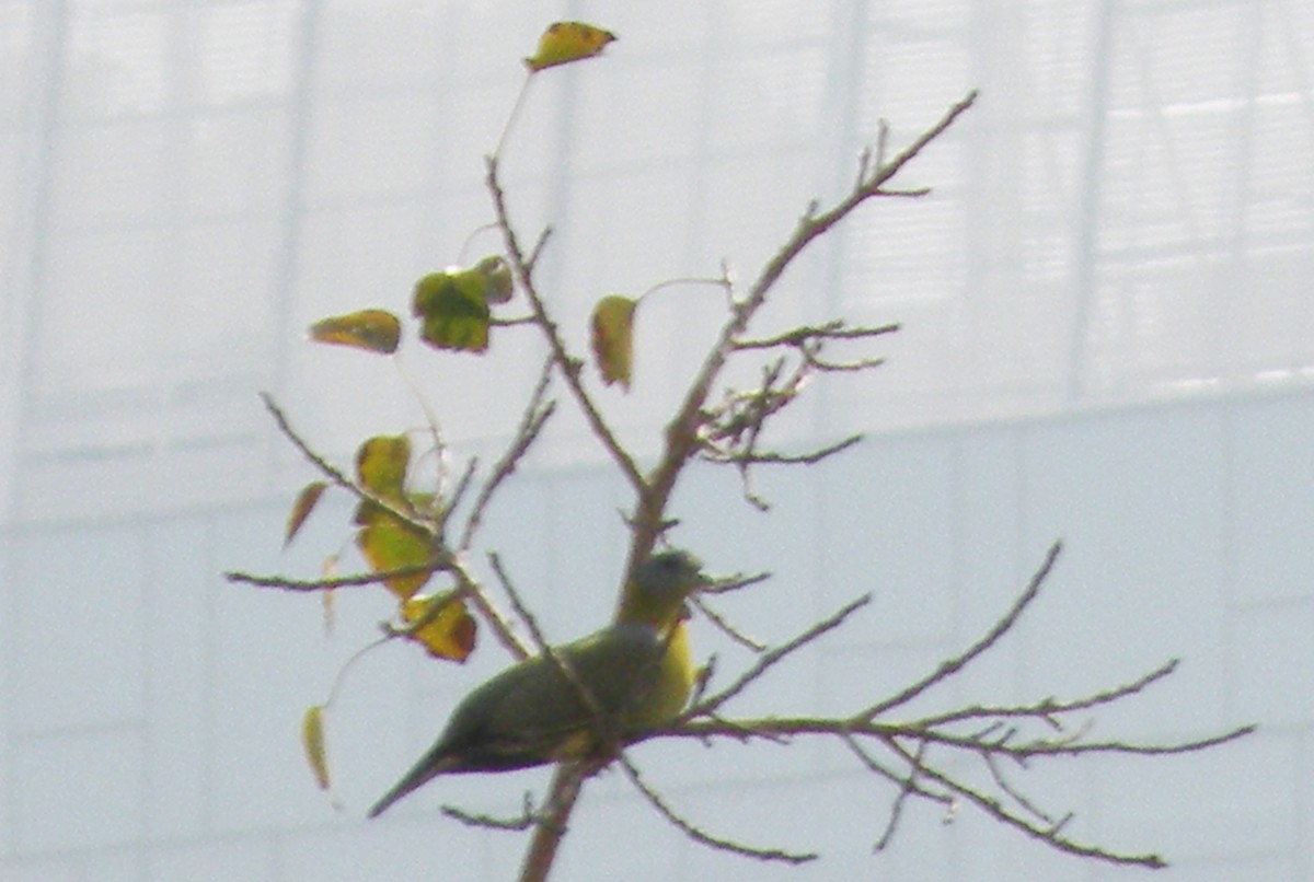 Yellow-footed Green-Pigeon - ML51742971