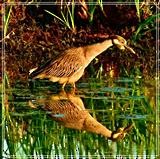 Yellow-crowned Night Heron - ML517431551