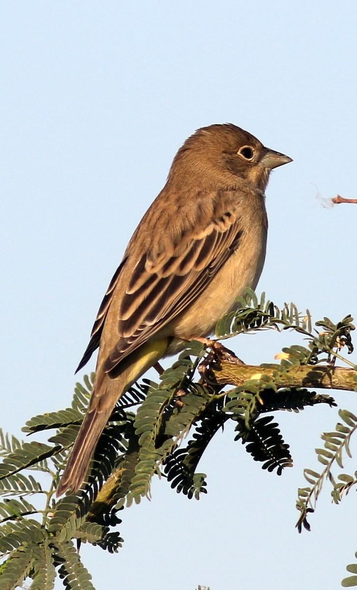 Red-headed Bunting - ML517432071