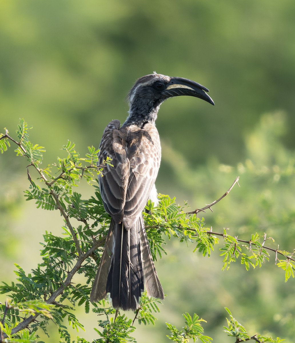African Gray Hornbill - ML517436451