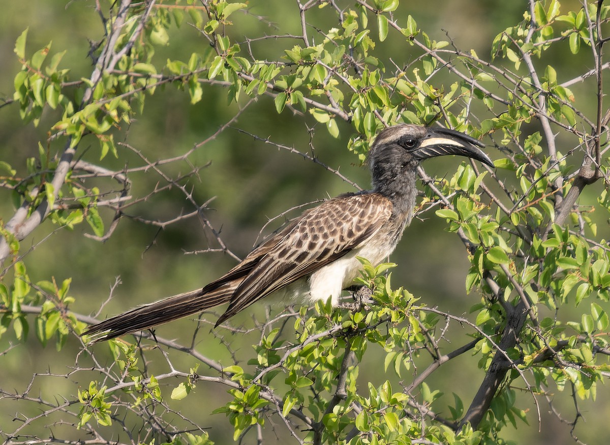 African Gray Hornbill - ML517436501