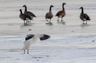 Snow Goose, ML517439331