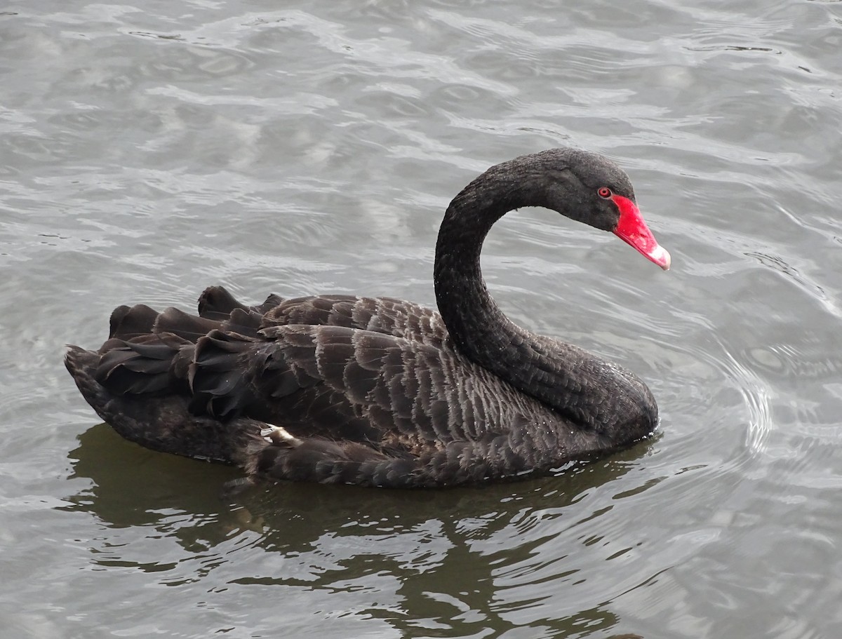 Black Swan - Stephen Harris