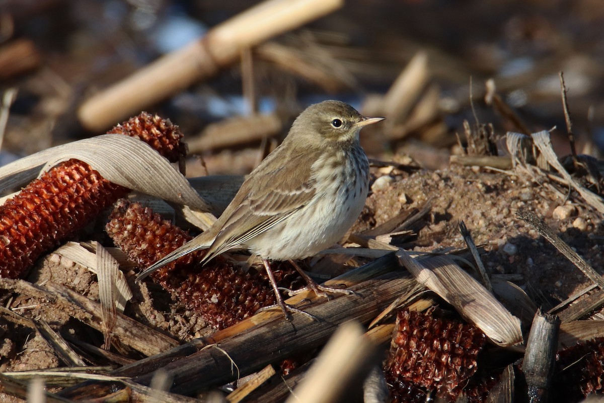 Water Pipit - ML517440911