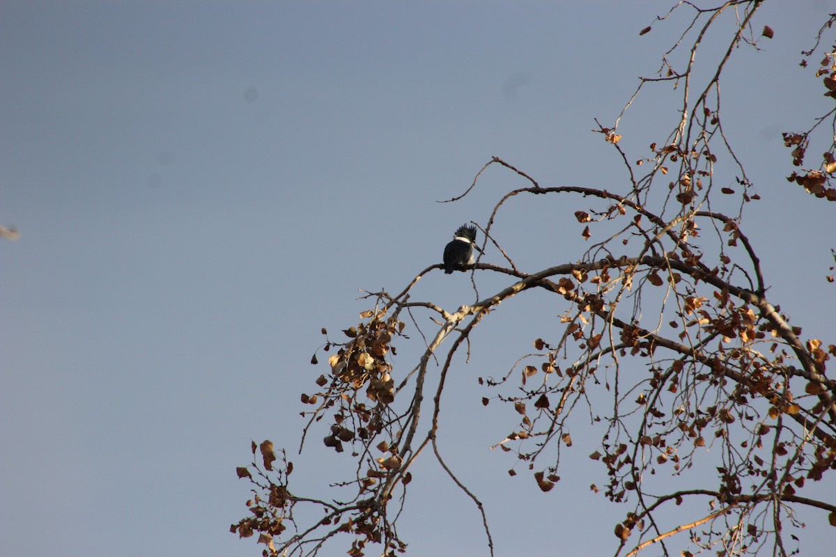 Belted Kingfisher - ML517443031